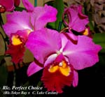 Rlc.. Perfect Choice (Rlc.. Tokyo Bay x C. Lake Casitas)_0306