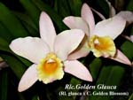 Rlc.Golden Glauca 4150