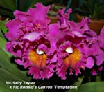 Rlc.Pot Sally Tayler x Rlc. Ronalds Canyon _4265