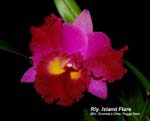 Rly Island Flare_4918