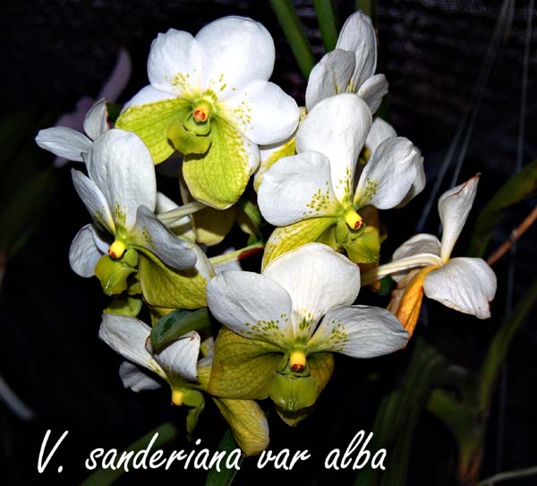 V. sanderiana var alba_4532