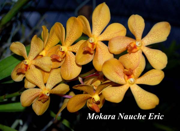 (Mkra. Sayan x V. Thailand Gold)_5575