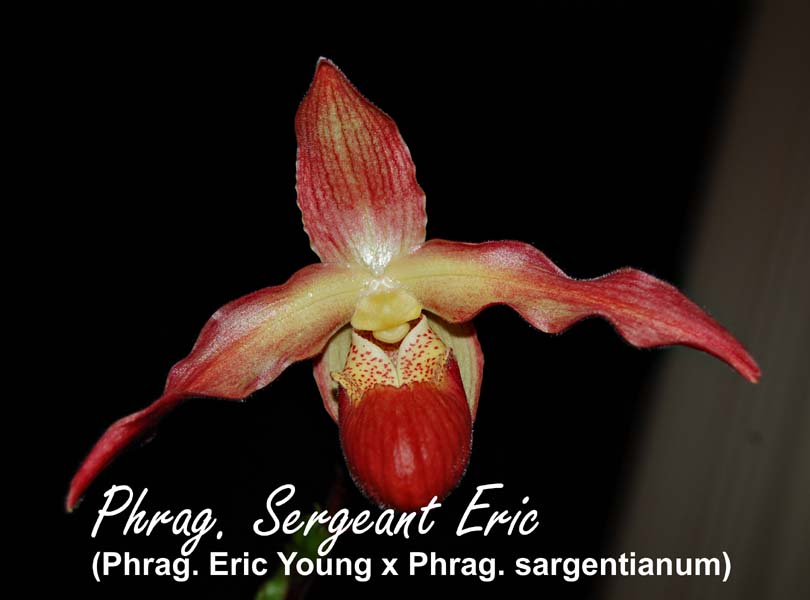 Phrag. Sergeant Eric (Phrag. Eric Young x Phrag. sargentianum)_0942